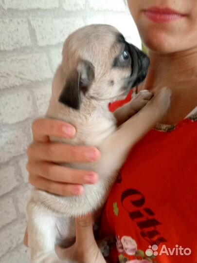 Щенки мопса