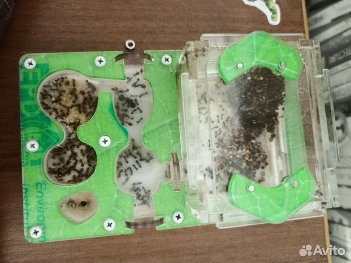 Муравьиная ферма с муравьями