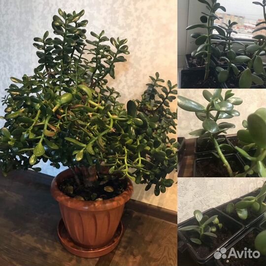 Юкка, драцена, денежное дерево, алоэ, декабрист цв