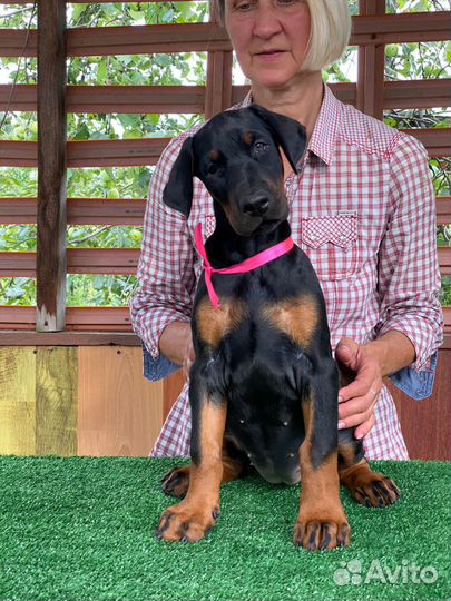 Щенки добермана