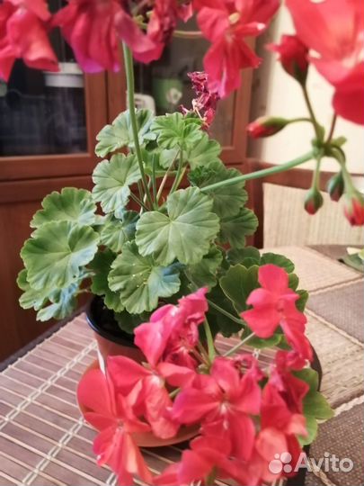 Герань пеларгония красная