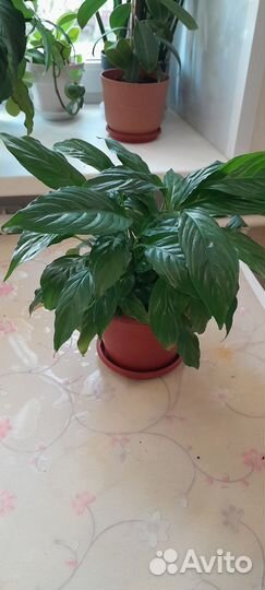 Спатифиллум мини