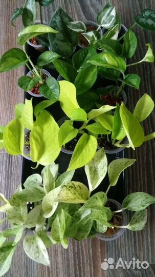 Эпипремнумы/Сциндапсусы