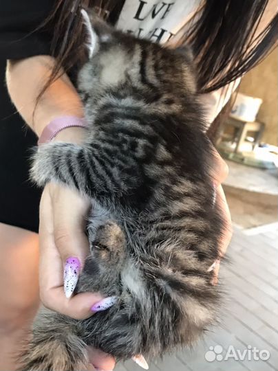 Шотландская кошка