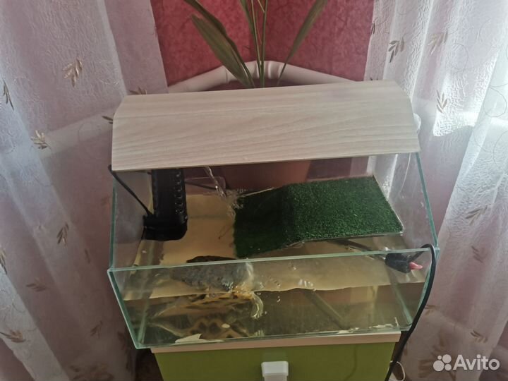 Террариум для красноухой черепахи