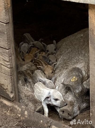 Поросята Венгерская Мангалица (Дмитрий Куцко)