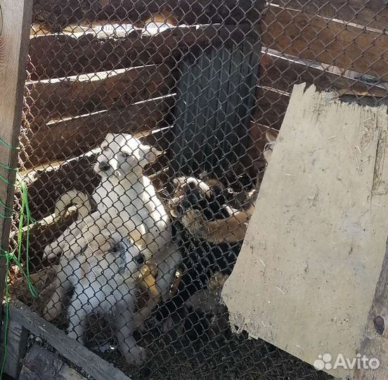 Щенки для души