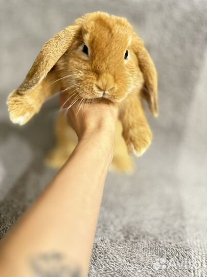 Отдам кролика в добрые руки