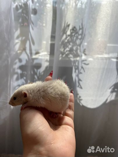 Очаровательные крысята Дамбо, Рекс