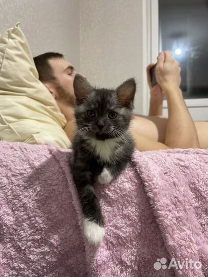 Котенок 1.5 месяца