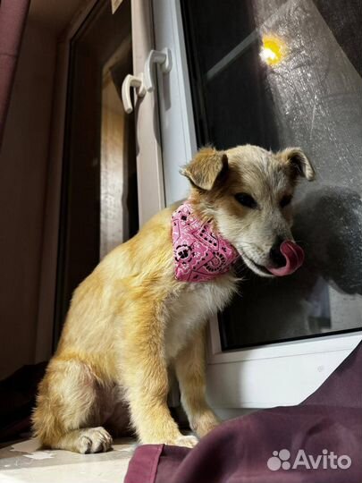 Щенок девочка