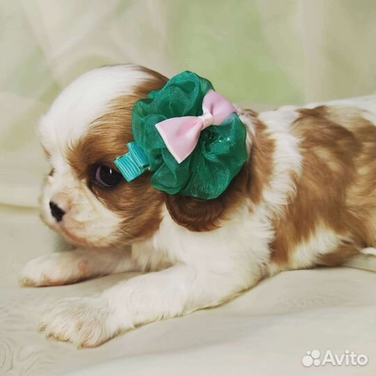 Кавалер девочка