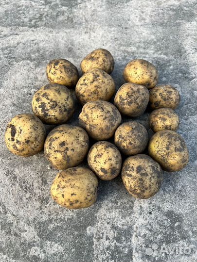Семена картофеля сорт Ривьера