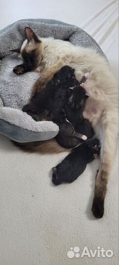 Отдам кошку с котятами