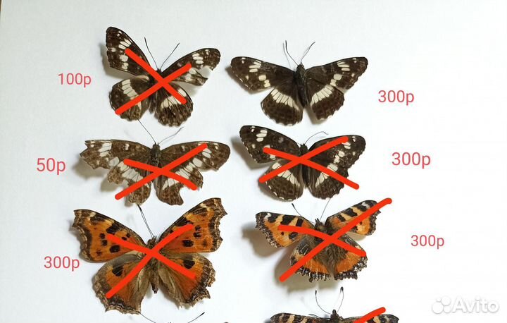 Бабочки засушенные для творчества