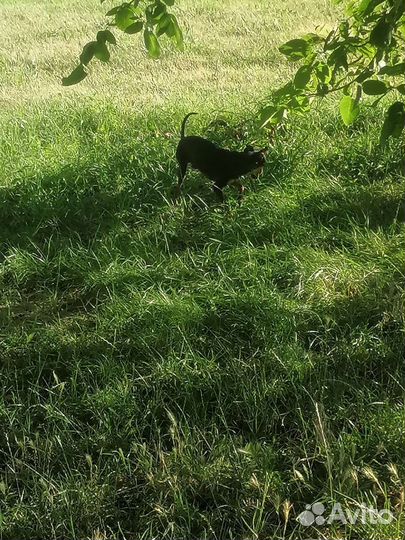 Пес той ищет дом