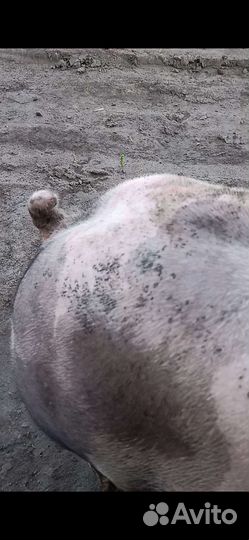 Чистопородный хрячок пьетрен макстер