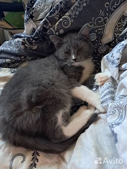 Котёнок - подросток