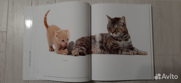 Жизнь кошек - Подарочное издание