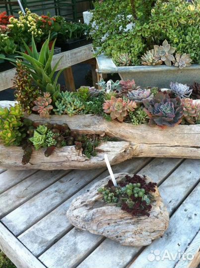 Флорариум из коряги