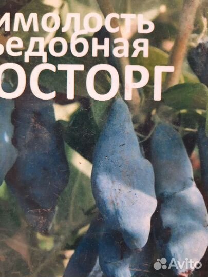 Рассада клубники сенсация,маригет,крапо,машенька