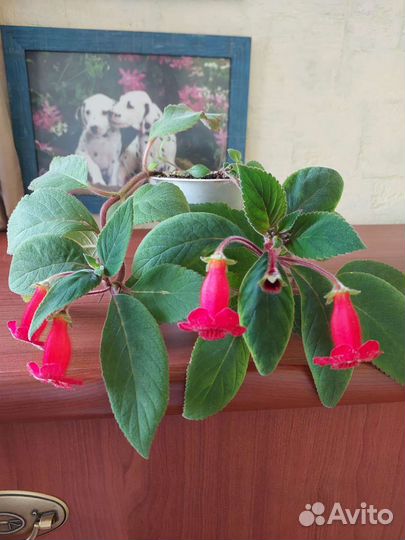 Колерия красная