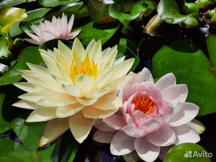 Кувшинки (Нимфеи)