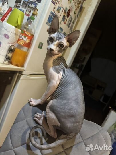 Продам котенка канадский сфинкс