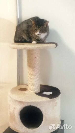 Гостиница для кошек