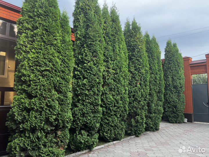 Можжевельник
