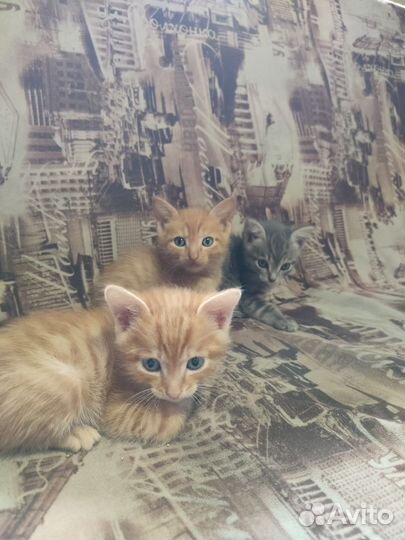 Отдам котят