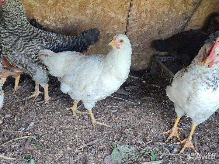 Цыплята 3 мес