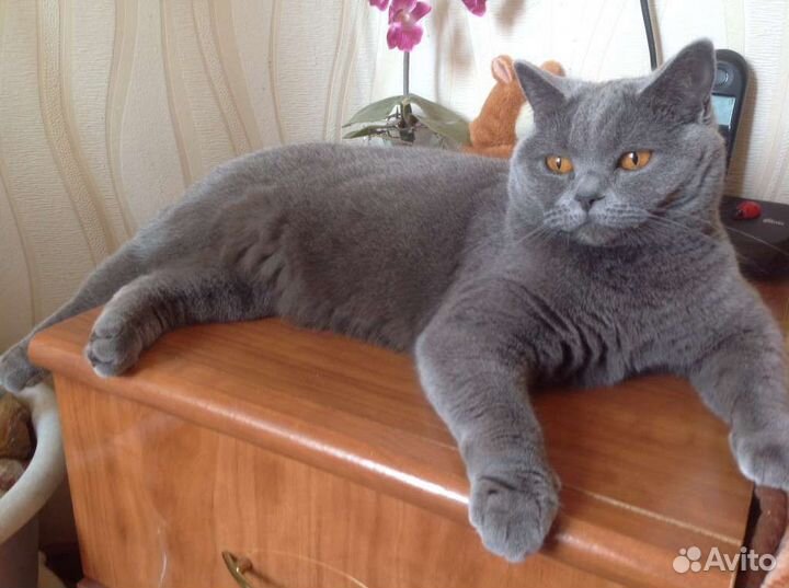 Британская девочка