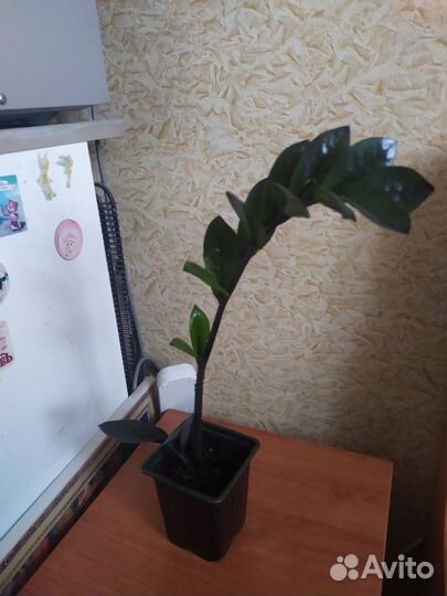 Замиокулькас черный равен(долларовое дерево)