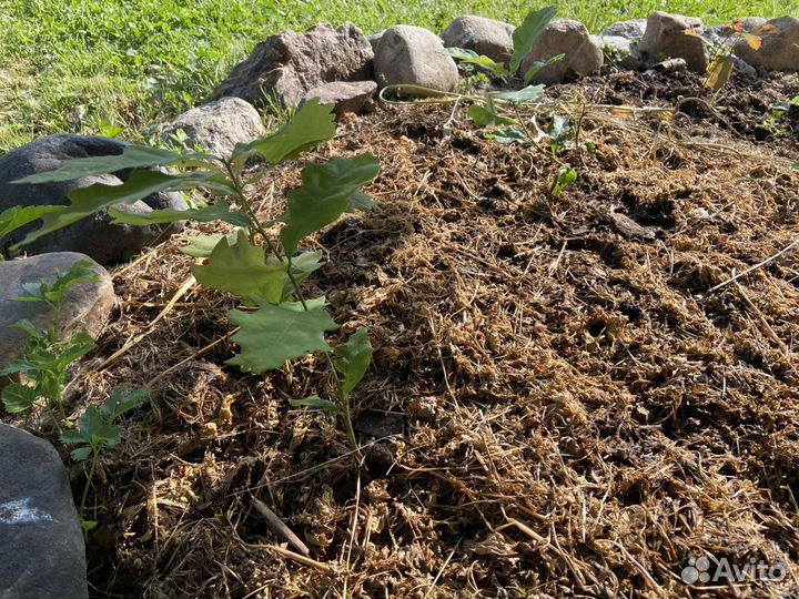 Саженцы дуба