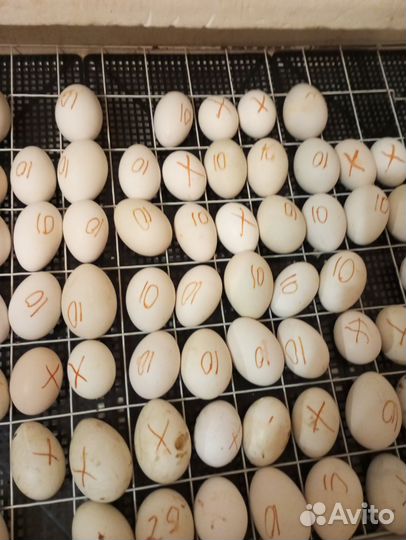 Утиные яйца