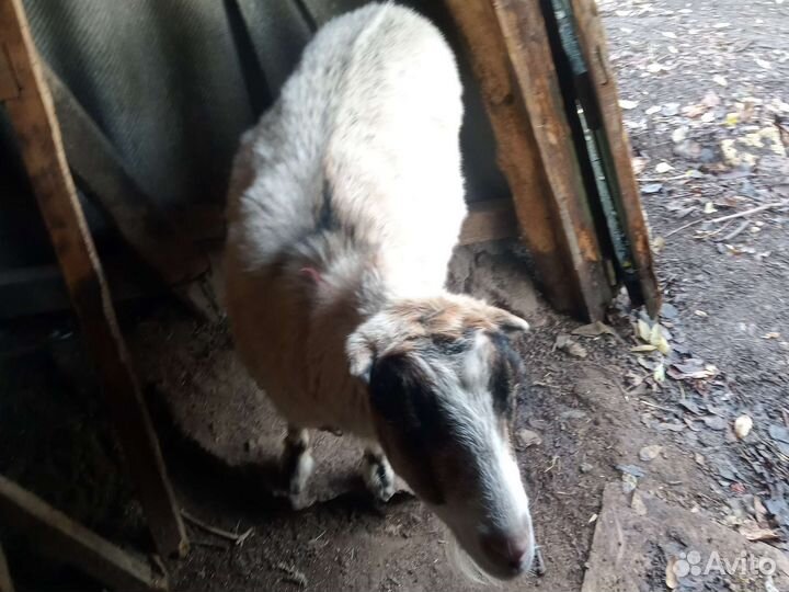 Продается коза