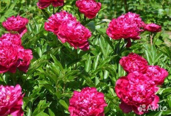 Продаю пионы