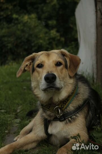 Щенок Жук в добрые руки