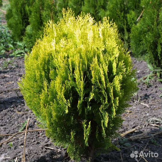 Туя Голден Глоб