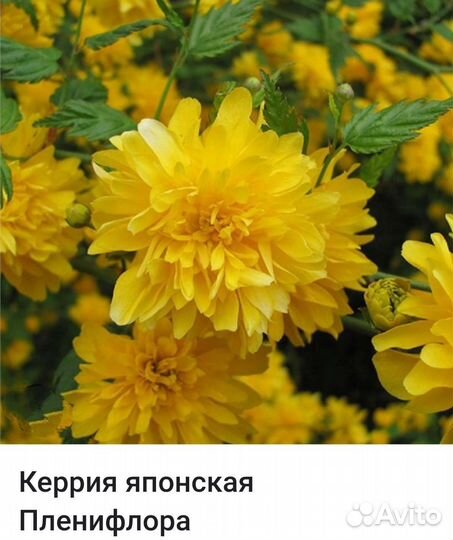 Японская керрия