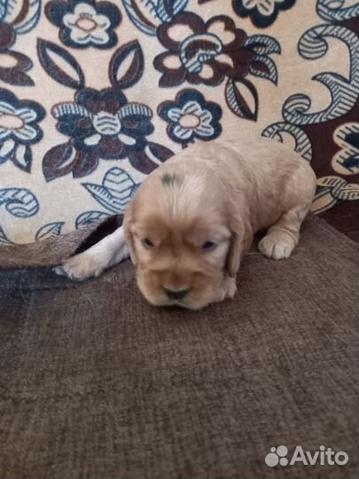 Щенки кокер спаниеля