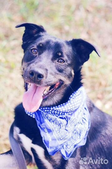 Багги, миниатюрный пёсик