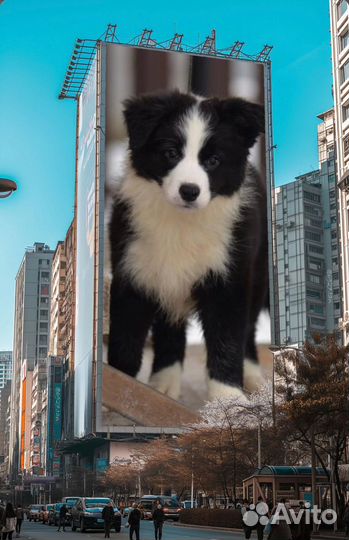 Щенки бордер колли