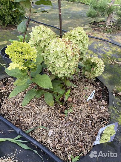 Гортензия серия Пан