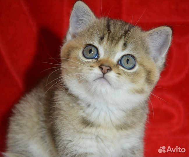 Британчики серебро и золото