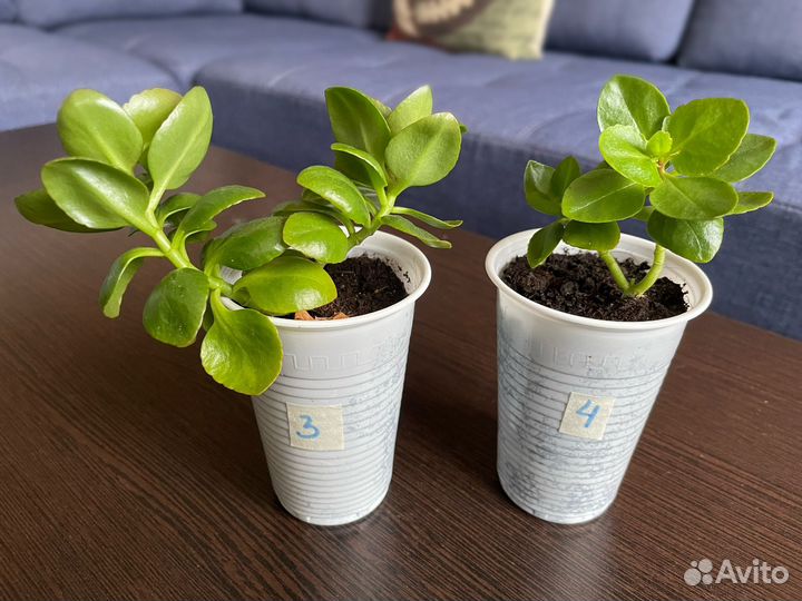 Ростки Каланхоэ