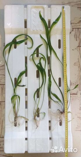 Криптокарина апоногетонолистная