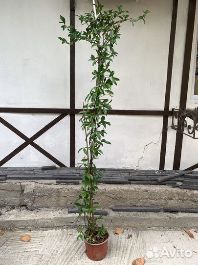 Трахелоспермум (ринкоспернум)