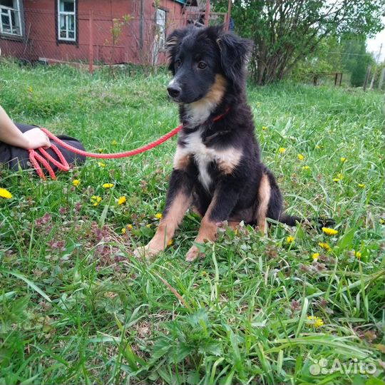 Щенок подросток девочка. Будет самым лучшим другом